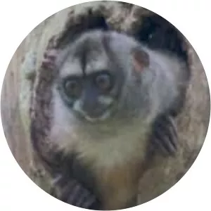 Panamanian night monkey