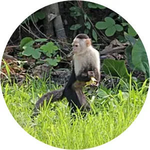 Panamanian White-faced Capuchin