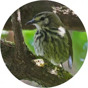 Panay striped babbler - 