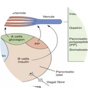 Pancreatic polypeptide - 