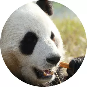 Panda Valley High - TV program