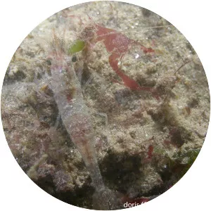 Pandalina brevirostris - 