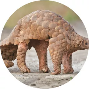 Pangolins