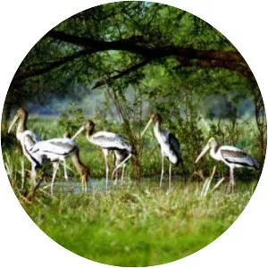 Pani Dihing Wildlife Sanctuary