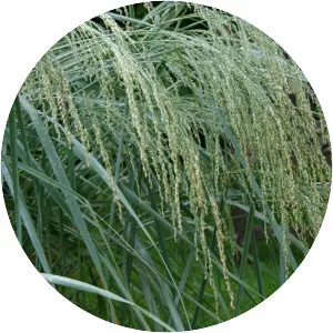 Panicgrass