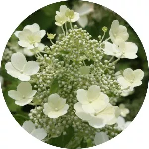 Panicled hydrangea - Plants