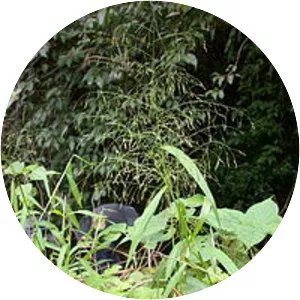 Panicum bisuleatum - 