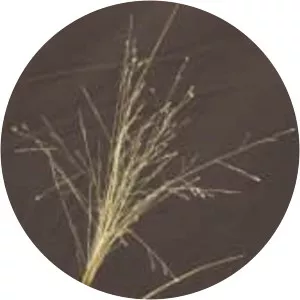 Panicum decompositum - 