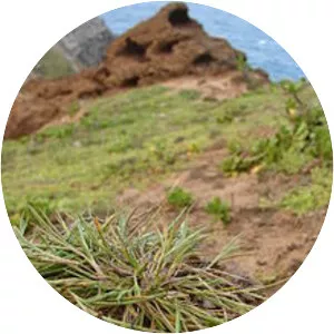 Panicum fauriei - Plants