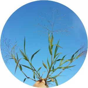 Panicum hillmanii - 