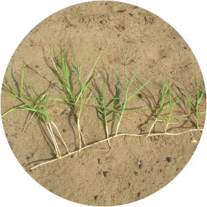 Panicum repens - Plants