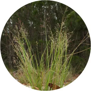 Panicum simile - 