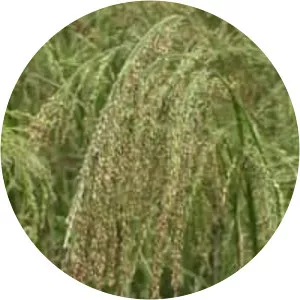 Panicum sumatrense - Plants