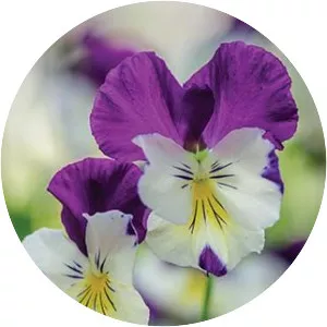Pansy - Plants