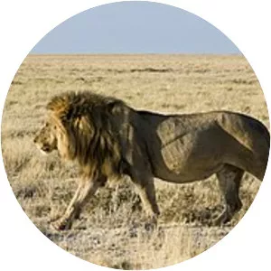 Panthera leo melanochaita