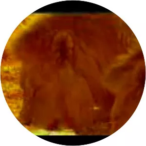 Panthera leo sinhaleyus - Animal