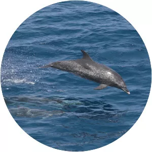 Pantropical spotted dolphin