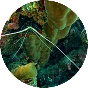 Panulirus femoristriga