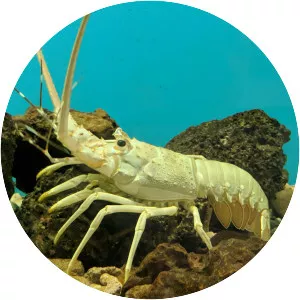 Panulirus homarus