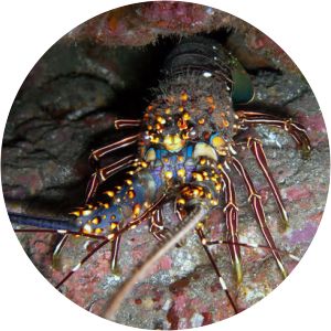 Panulirus inflatus - 