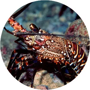 Panulirus marginatus