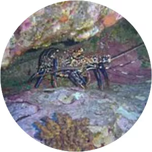 Panulirus pascuensis