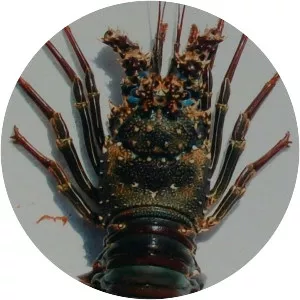 Panulirus penicillatus