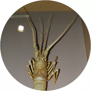 Panulirus polyphagus