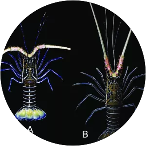 Panulirus versicolor