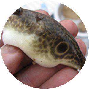 Pao cochinchinensis - 