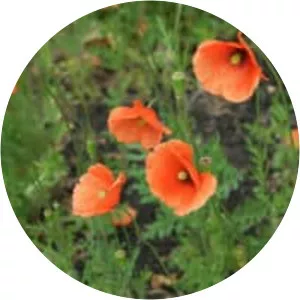 Papaver dubium