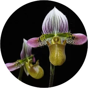 Paphiopedilum acmodontum
