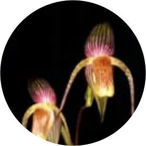 Paphiopedilum adductum