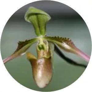 Paphiopedilum appletonianum