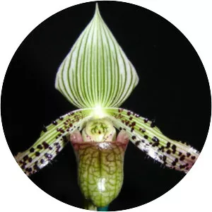 Paphiopedilum argus