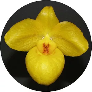 Paphiopedilum armeniacum