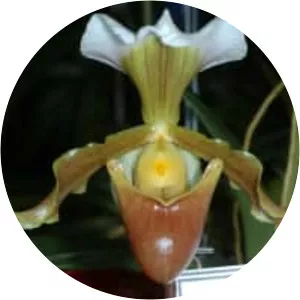 Paphiopedilum barbigerum