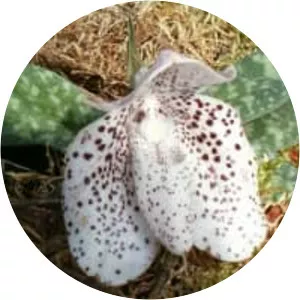 Paphiopedilum bellatulum - Plants