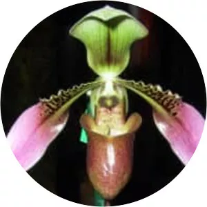 Paphiopedilum bullenianum