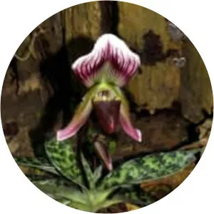 Paphiopedilum callosum