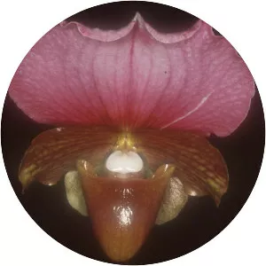 Paphiopedilum charlesworthii