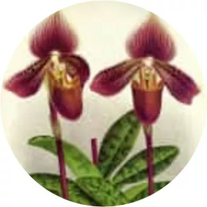 Paphiopedilum ciliolare