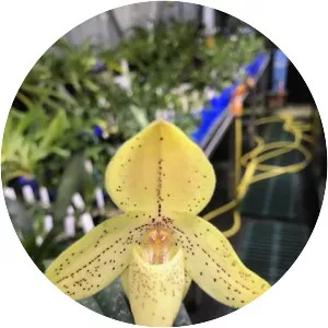 Paphiopedilum concolor