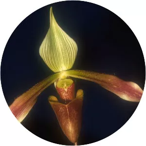 Paphiopedilum dayanum