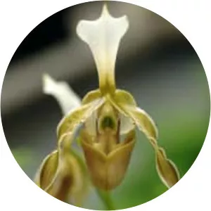 Paphiopedilum dianthum