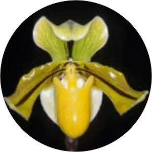 Paphiopedilum druryi