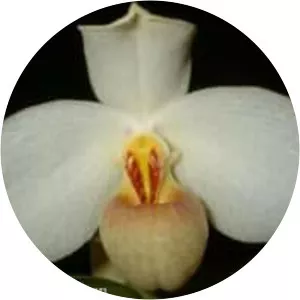 Paphiopedilum emersonii