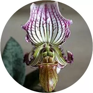 Paphiopedilum fairrieanum