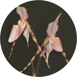 Paphiopedilum glanduliferum - Plants