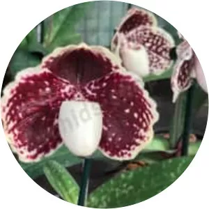 Paphiopedilum godefroyae